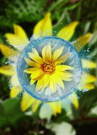 Close-up of yellow flower in water