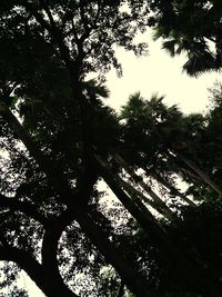 Low angle view of trees against sky