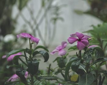 Close-up of pink flowering plant