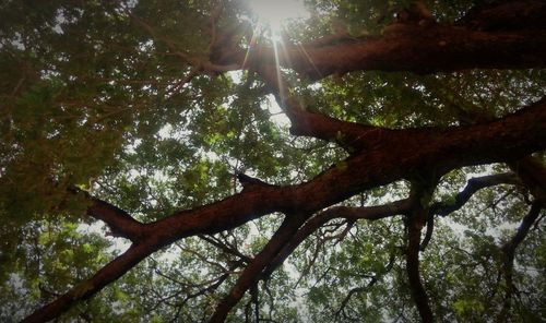 Low angle view of trees