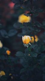 Close-up of yellow flowering plant