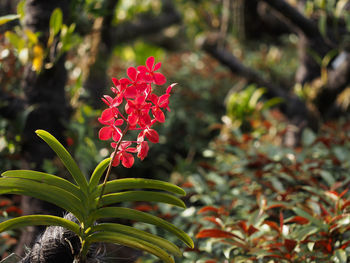 Close-up of red flowers blooming outdoors