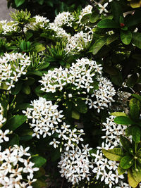 High angle view of white flowering plants