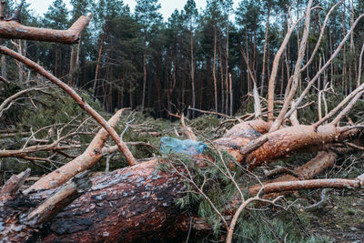 Fallen tree in forest