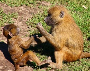 Monkeys sitting on grass