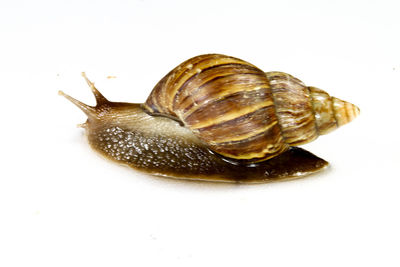 Close-up of snail over white background