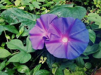 Close-up of purple flowering plant