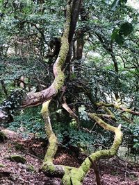 Trees growing in forest