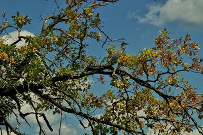 Low angle view of tree against sky