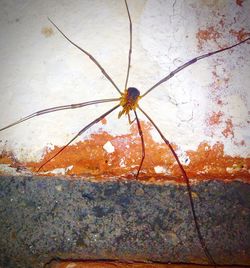 Close-up of spider on web