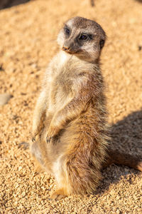 Meerkat, suricata suricatta or suricate, small mongoose found in southern africa in natural habitat