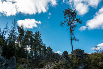 Low angle view of trees against sky