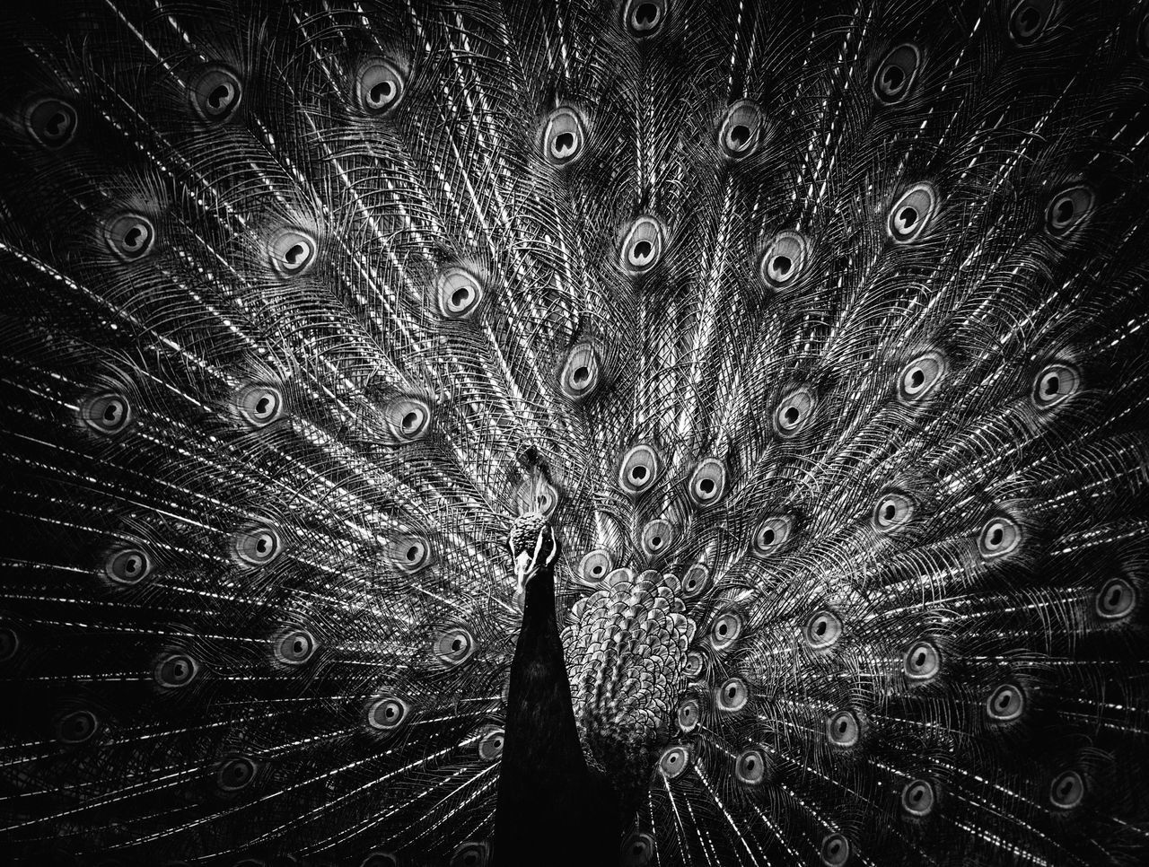 CLOSE-UP OF PEACOCK