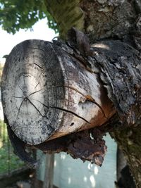 Close-up of tree trunk