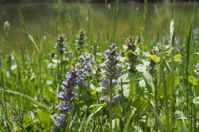 Close-up of purple flowers blooming in field