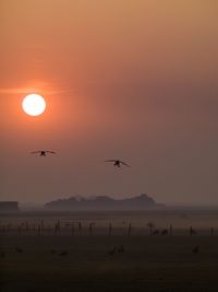 Silhouette birds flying over sea against sky during sunset