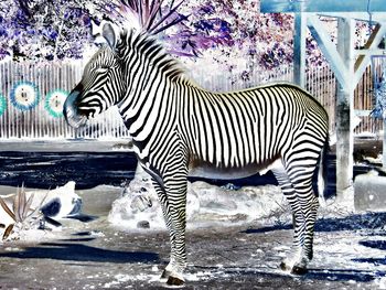 Zebra in water