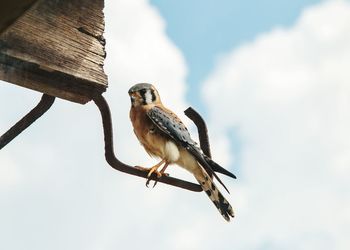 Close-up of bird perching against sky