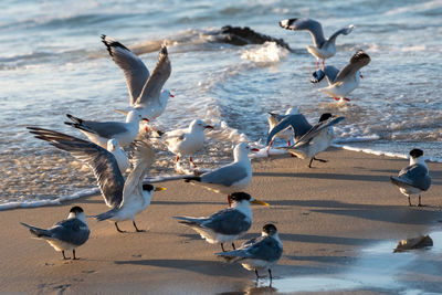 Flock of seagulls on beach