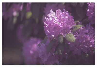 Close-up of pink flowering plant