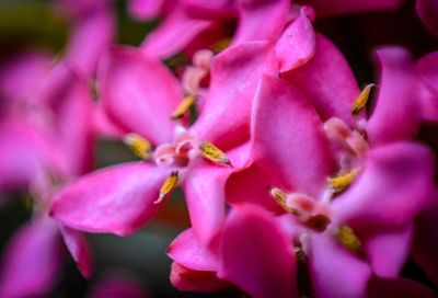 flowering plant