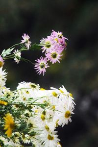 Close-up of pink flowers