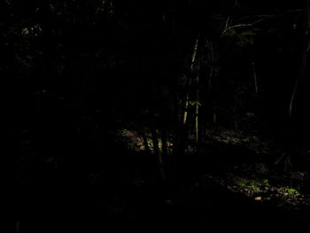 Trees in forest at night