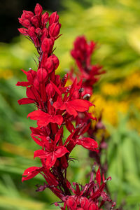 Close-up of red flowering plant in park