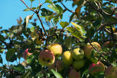 Close-up of apples on tree