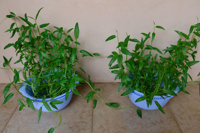 Close up of water spinach sprouts. hydroponic water spinach in vegetable basin.