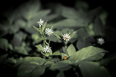 Close-up of flowers on plant