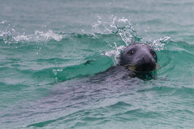 Sea lion swimming in sea