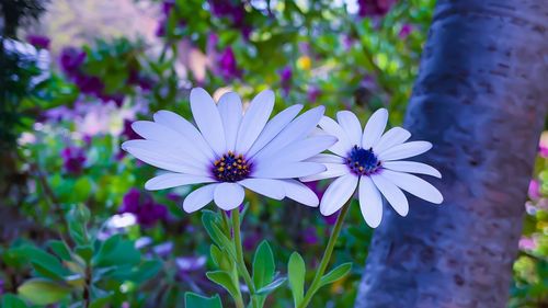 Close-up of purple flower