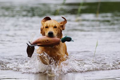 Dog on wet riverbank