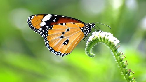 Close-up of butterfly pollinating flower