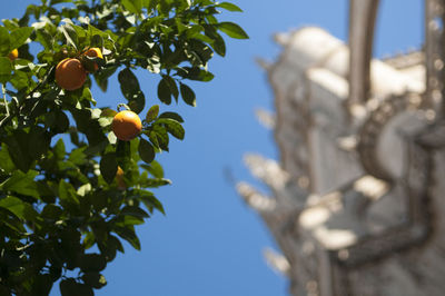 Orange tree and cathedral in sevilla, low angle view 