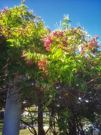 Low angle view of trees against sky