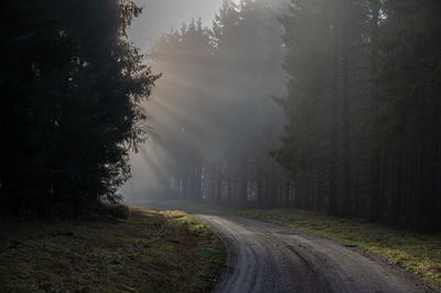 Dirt road in foggy forest