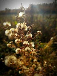 Close-up of plant