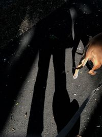 Shadow of man on hand