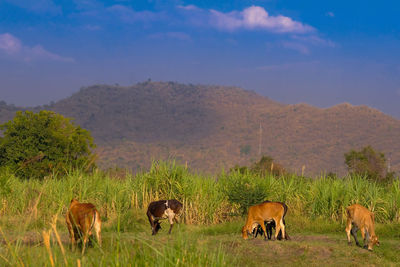 Horses grazing in a field