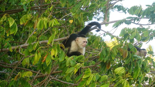 Low angle view of monkey on tree