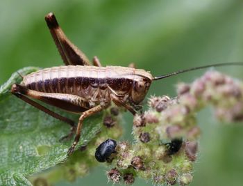 Close-up of insect on flower