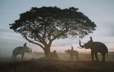 Horses on field against sky