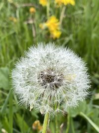 Close-up of dandelion flower on field