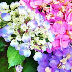 Close-up of purple flowers