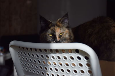 Close-up portrait of cat in basket