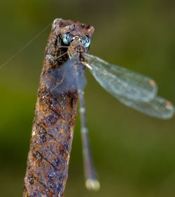 Close-up of insect on twig