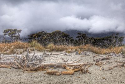 Driftwoods on sand at beach against foggy weather