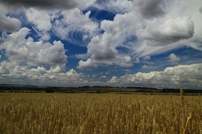 Scenic view of wheat field against cloudy sky